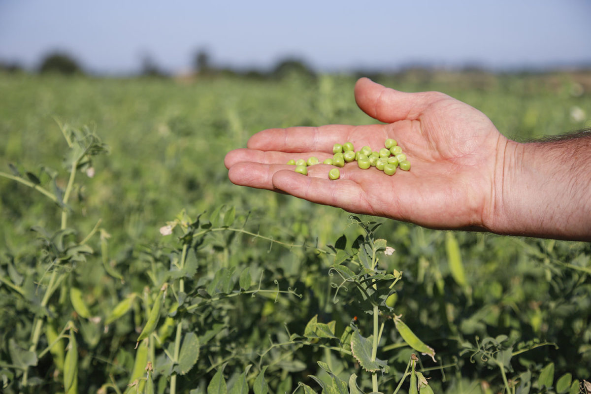 Producteurs-petits-pois