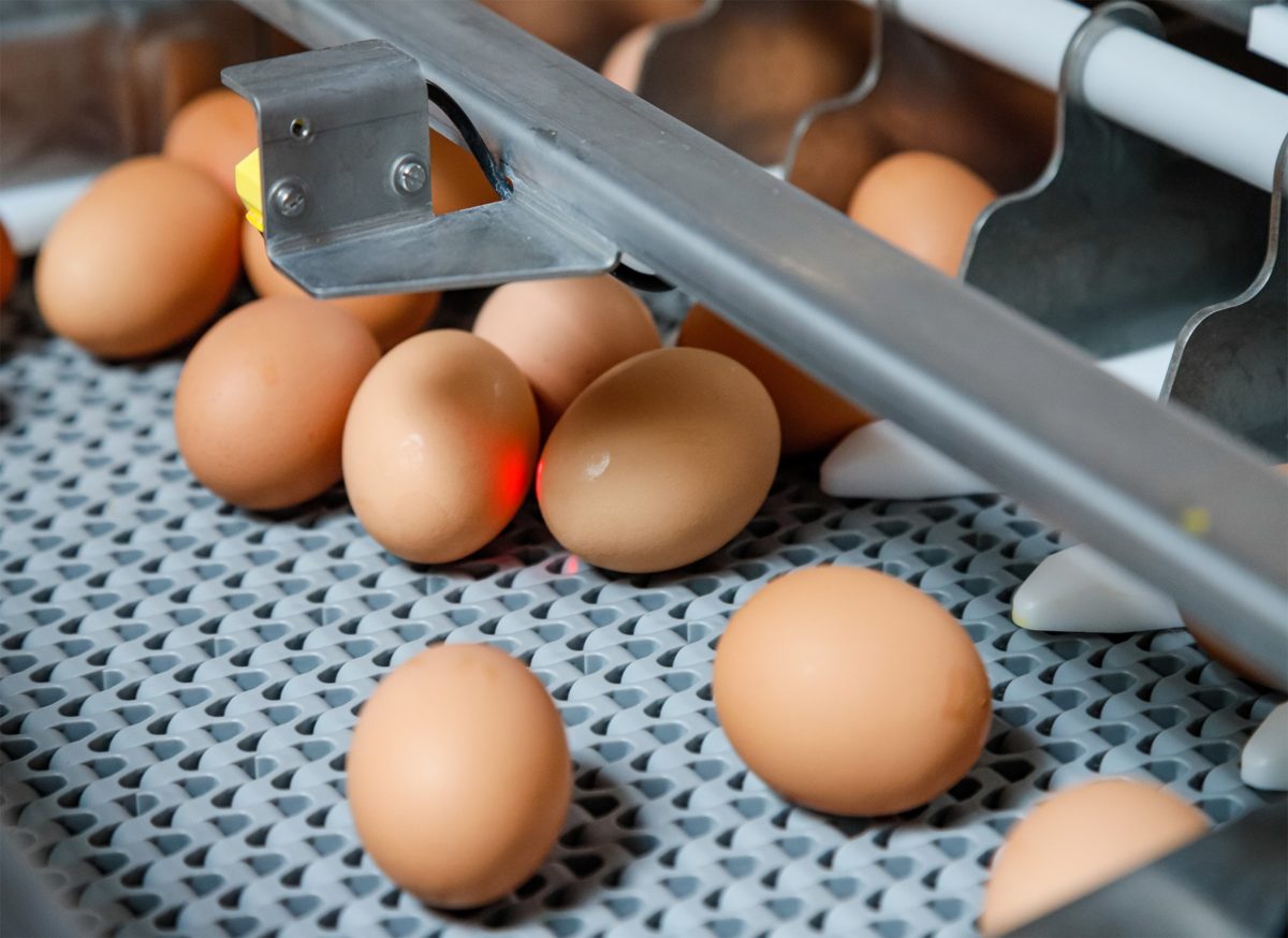 Œufs extra-frais et oeufs pasteurisés : gage de qualité et de sécurité