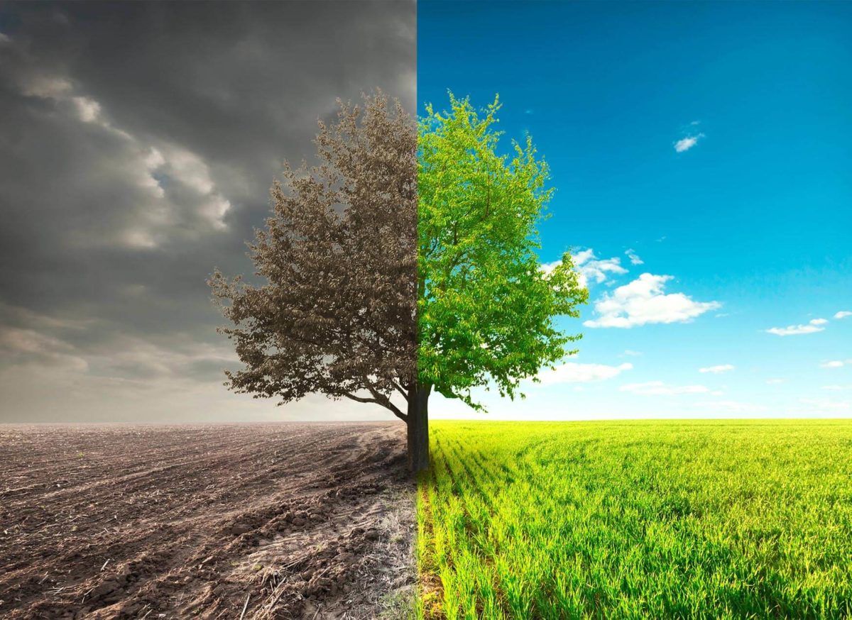 Accompagner la transition pour une alimentation plus végétale