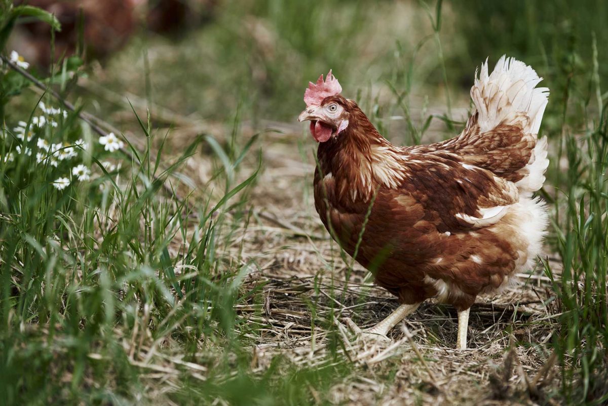 poules-eleveurs-PA